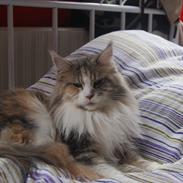 Maine Coon Choko