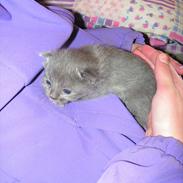 Blanding af racer Bolette