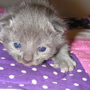 Blanding af racer Bolette