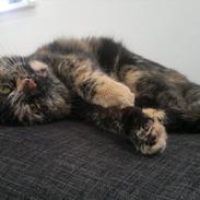 Huskat                      Nørgaards Stribe