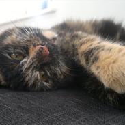 Huskat                      Nørgaards Stribe