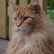 Maine Coon Anton