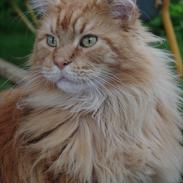 Maine Coon Anton