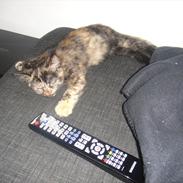 Huskat                      Nørgaards Stribe