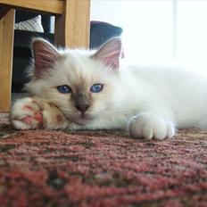 Hellig Birma Chicabee Tenzii