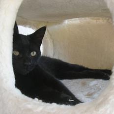 Blanding af racer Burger & Fries