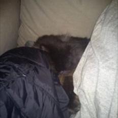 Perser charlie (bombom)