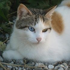 Blanding af racer Zacho´s Piv/Sabrina