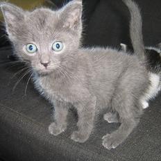 Blanding af racer Jannik