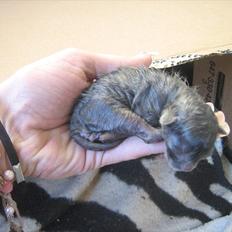 Blanding af racer Jannik