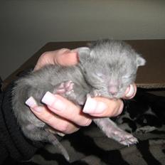 Blanding af racer Jannik