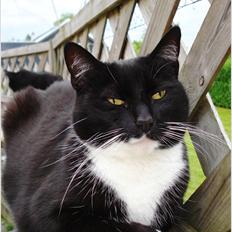 Huskat *Perle*^* Med to piger*^*