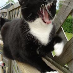 Huskat *Perle*^* Med to piger*^*