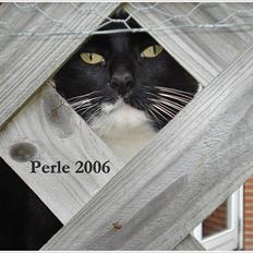 Huskat *Perle*^* Med to piger*^*