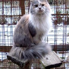 Blanding af racer Pusle Pii