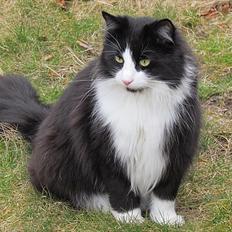 Norsk Skovkat Thomas