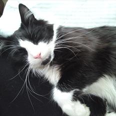 Norsk Skovkat Thomas