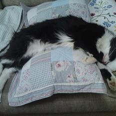 Norsk Skovkat Thomas