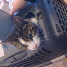 Blanding af racer Kashmir *R.I.P min engel* <3