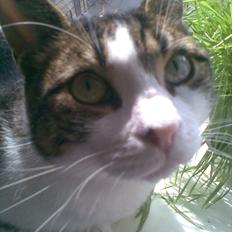 Blanding af racer Kashmir *R.I.P min engel* <3