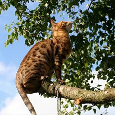 Bengal Billie Jean