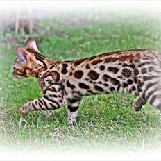Bengal Echo Estella