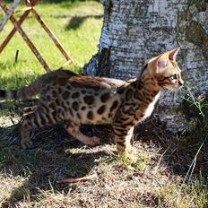 Bengal Echo Estella