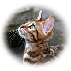 Bengal Echo Estella