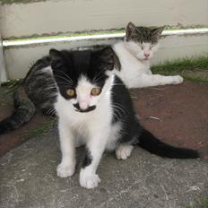 Blanding af racer Jamie