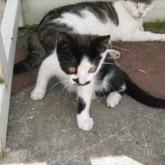 Blanding af racer Jamie