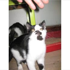 Blanding af racer Jamie