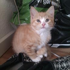 Huskat Chuck *flyttet - bor med eks'en*