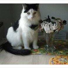 Blanding af racer Artemis