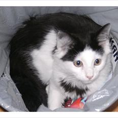 Blanding af racer Artemis