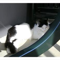 Blanding af racer Artemis