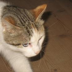 Blanding af racer Zacho´s Piv/Sabrina