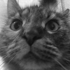 Blanding af racer Gitte