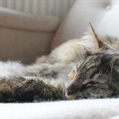 Blanding af racer Gitte