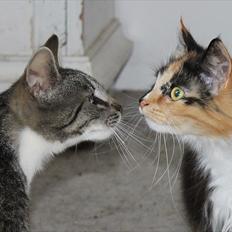 Norsk Skovkat Farasha 