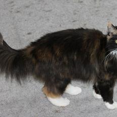 Norsk Skovkat Farasha 