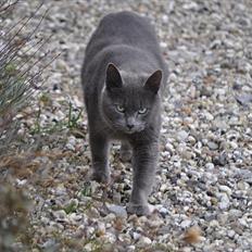 Blanding af racer Putte