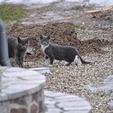 Blanding af racer Putte