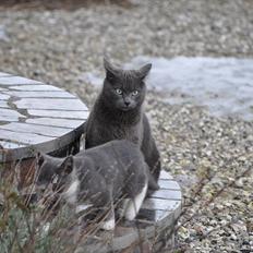 Blanding af racer Putte