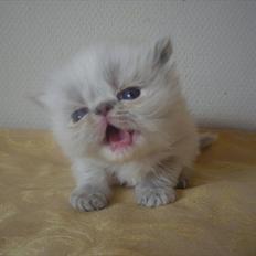 Colorpoint DK Lai-An´s Heaven Sent Sophie