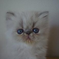 Colorpoint DK Lai-An´s Heaven Sent Sophie