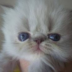 Colorpoint DK Lai-An´s Heaven Sent Sophie