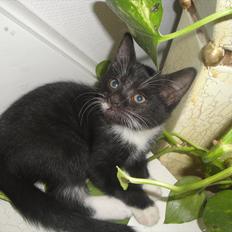 Blanding af racer mini