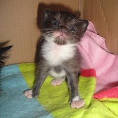 Blanding af racer mini