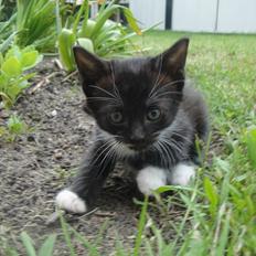 Blanding af racer mini