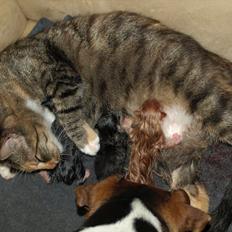 Huskat Mille og hendes killinger